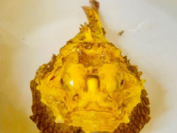 Genetically mutated devil fish