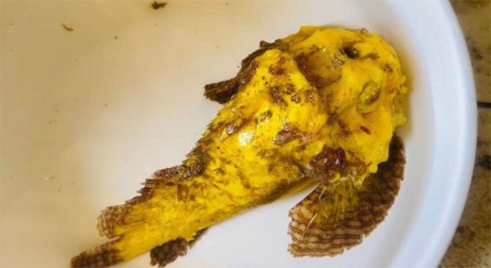 Genetically mutated devil fish