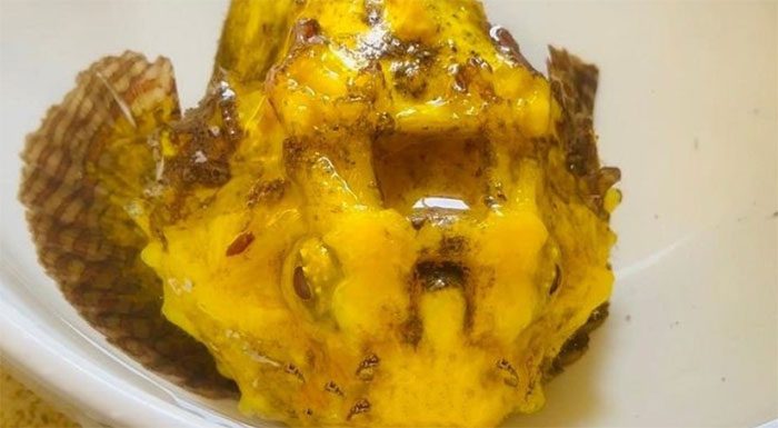 The "mutant" devil fish with turmeric-like golden color.