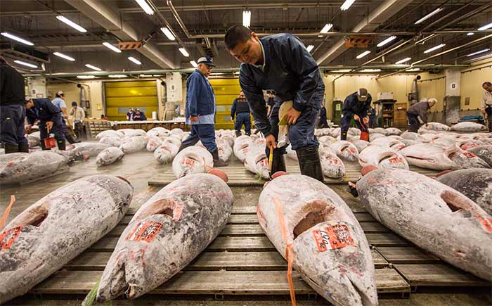 The price of the fish depends entirely on its origin