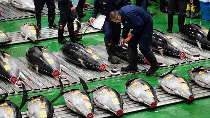 The Japanese believe that buying tuna at the start of the year brings luck and prosperity