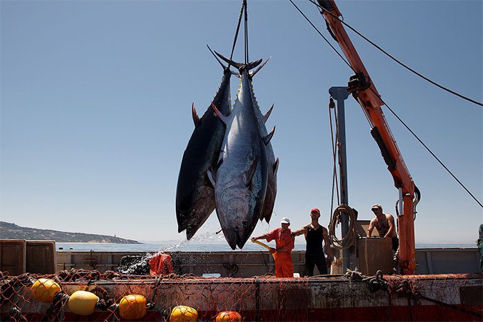 Bluefin tuna are extremely sensitive to environmental factors and cannot be kept in captivity