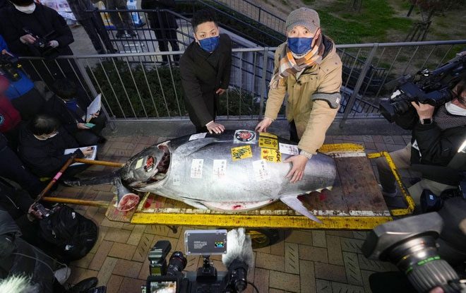 The 212 kg bluefin tuna displayed after the auction.