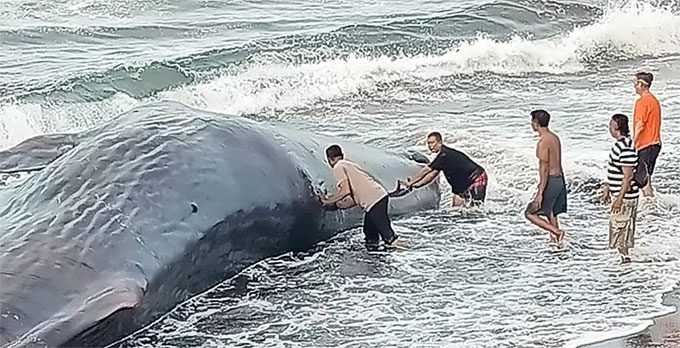 Sperm whale on the beach in Klungkung on April 5.