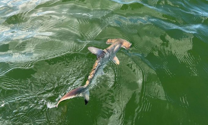 A young hammerhead shark swims close to the water's surface off the coast of Isabela in Galapagos.
