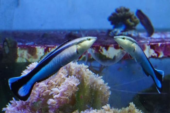 Fish recognize facial features rather than bodies.