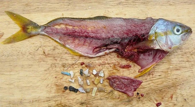 Microplastics are also found in fish, entering our bodies indirectly through consumption.