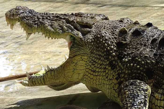 When necessary, crocodiles can cooperate to hunt larger prey.