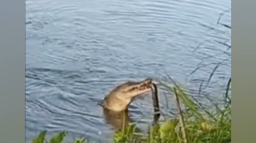 Crocodile struggles and eats python.