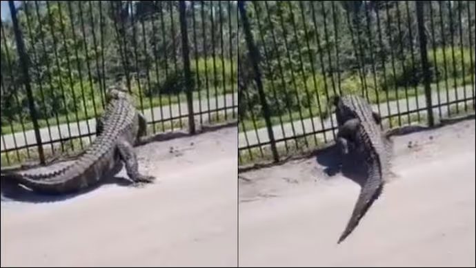 Alligator going through fence