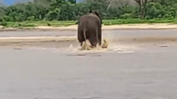 Perhaps the crocodile was too hungry, which is why it decided to attack the elephant.