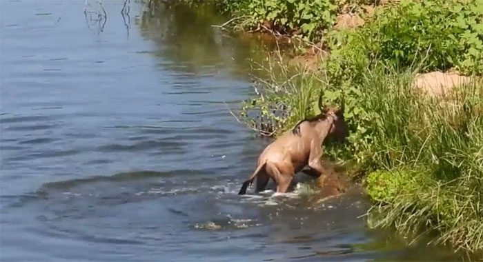 A crocodile lunges out of the water and catches a young wildebeest.