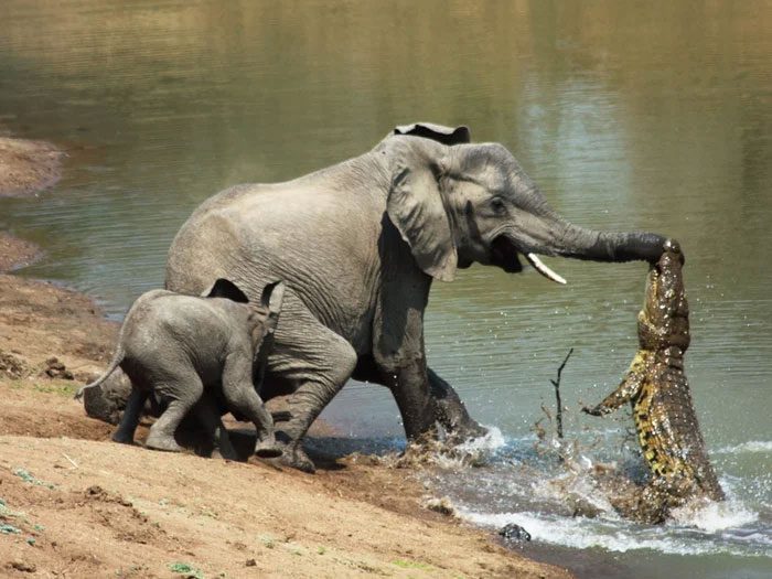 Crocodiles prefer to live in freshwater environments such as rivers, lakes, ponds, and swamps.