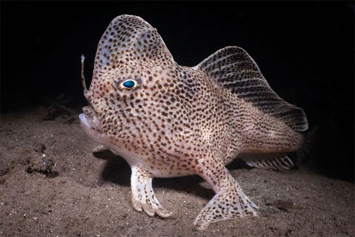 Image of the walking fish.