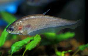 Snakehead Fish