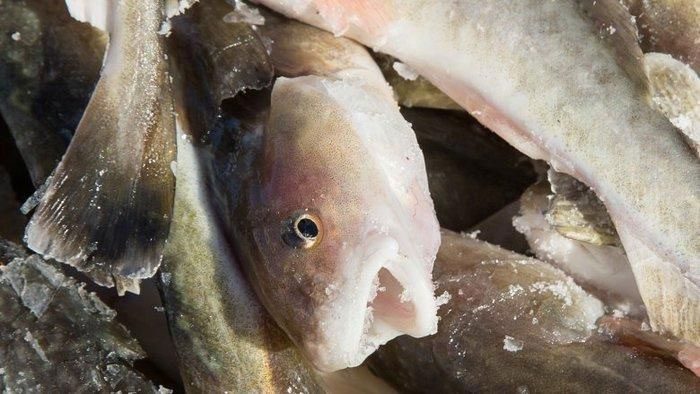 Atlantic Cod