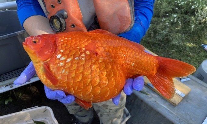 A goldfish caught at Hamilton Harbor, Canada.