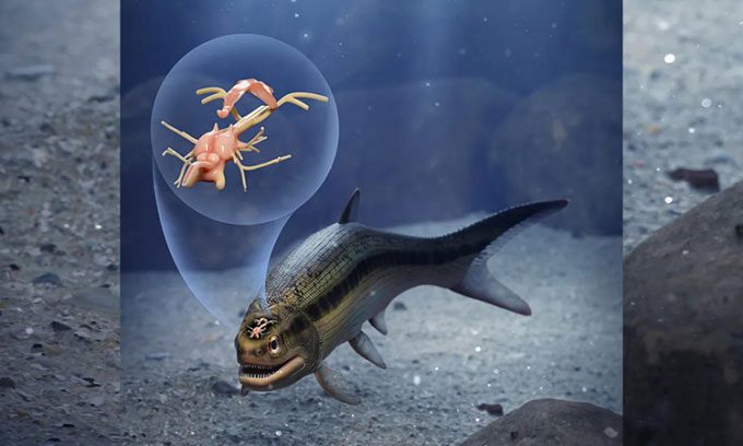 Reconstruction of Coccocephalus wildi and its brain.