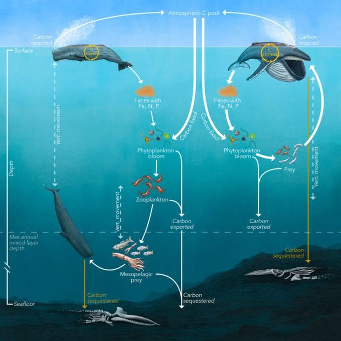The whale's circulation cycle helps eliminate a significant amount of CO2 from being released into the atmosphere.