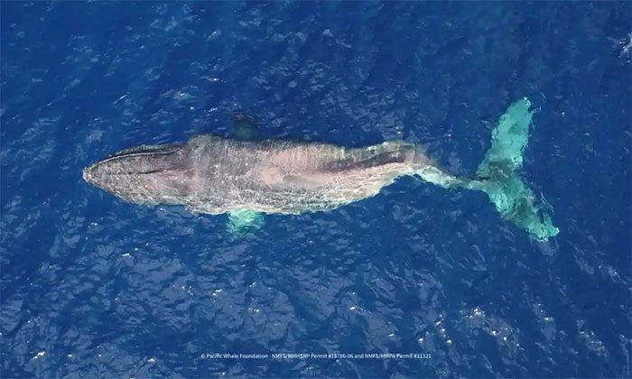 Image of the whale with a spinal curvature captured by scientists.