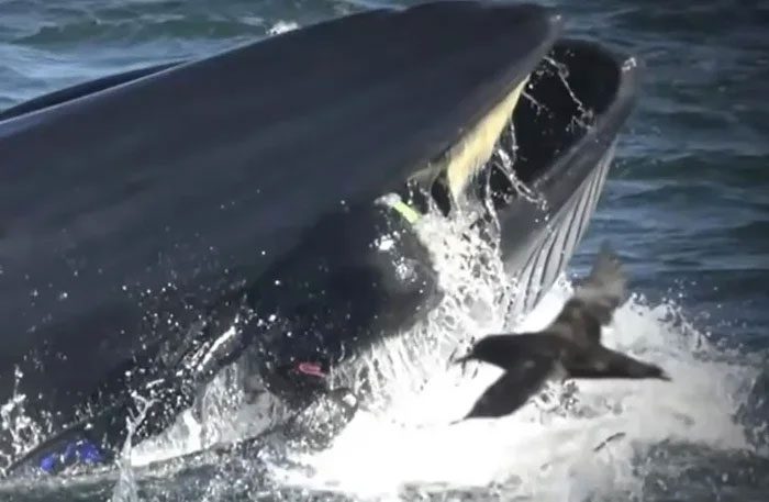 The whale swallowed Rainer.