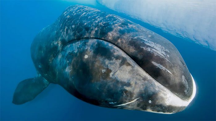 A humpback whale.