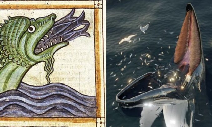 Illustration of a sea monster in ancient manuscripts and a whale waiting for prey to jump in
