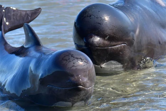Pilot whales stranded at Farewell Spit, New Zealand in February 2017.