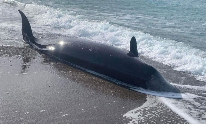 A Cuvier's beaked whale washed ashore on the coast of Cyprus on February 10.