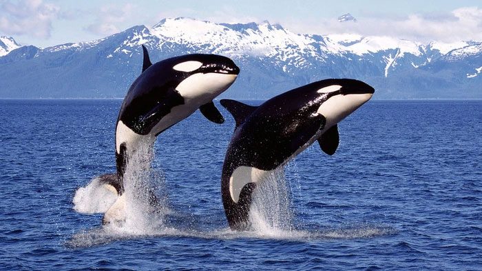 Adult male orcas can remain with their pods