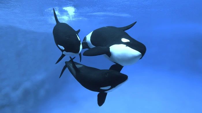 Lead females are often older, experienced orcas