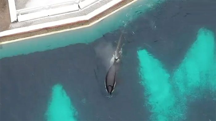 Kiska is the last captive orca in Canada.