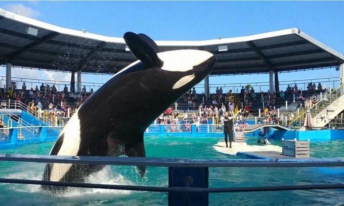 Lolita has performed at the aquarium for many years.