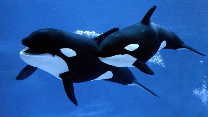 Orcas also have very high social behavior