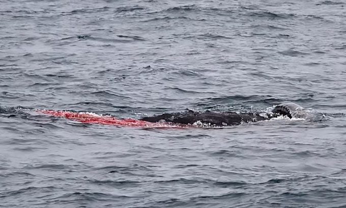 Gray whale giving birth