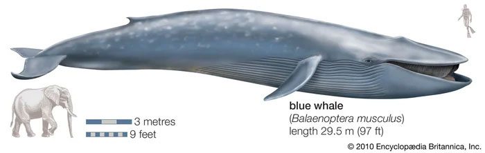 The blue whale (Balaenoptera musculus) is the largest animal ever to exist on Earth.