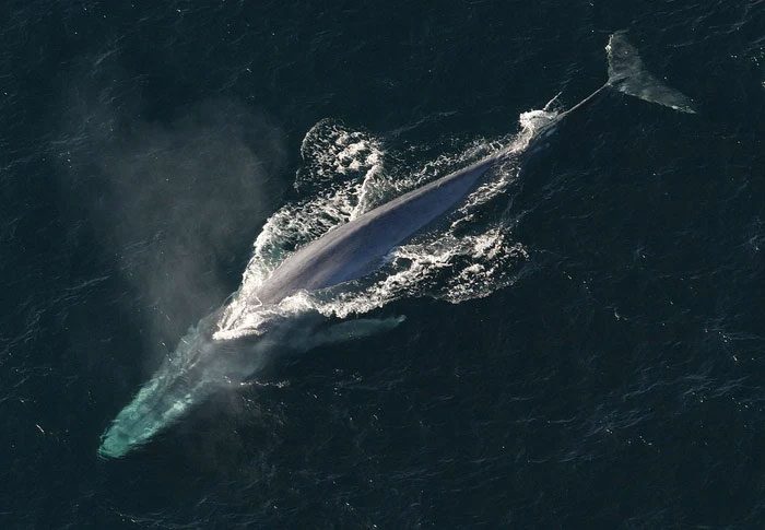 The sounds produced by blue whales are also incredibly loud