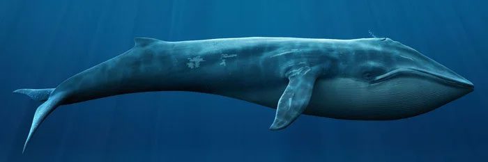 They have a large, streamlined body that allows them to glide through the water easily