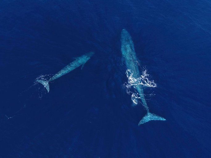 Blue Whale