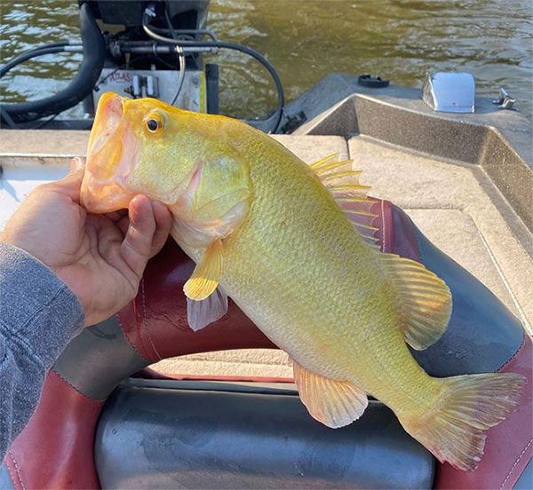 Close-up of the rare golden Largemouth Bass caught by Jacob.