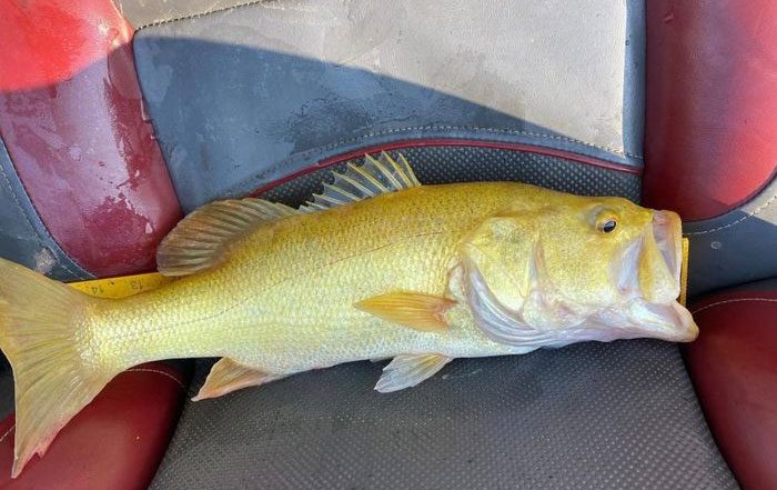 Golden Largemouth Bass