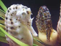 Seahorse