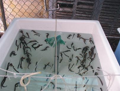 Seahorses bred at the Nha Trang Oceanography Institute