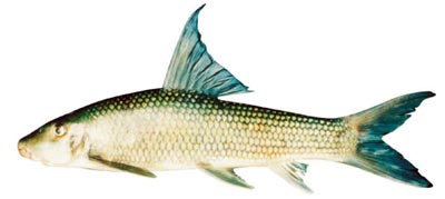 caanhvu