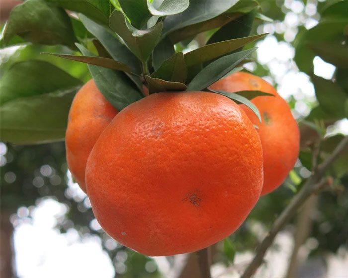 The slightly indented bottom and thin skin of a Canh orange indicate it is delicious.
