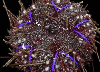 camera records many types of new creatures in the ocean behind western australia 125190