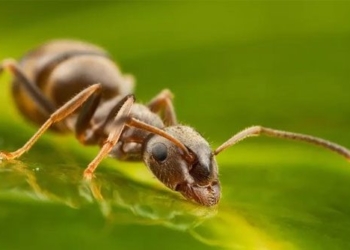 can cancer smell in urine 125529