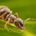 can cancer smell in urine 125529