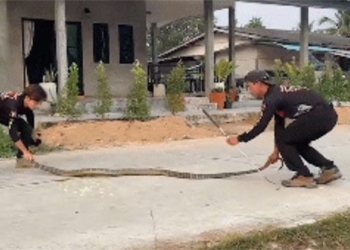 can you see the giant 3 6 meter long snake 126671