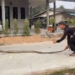 can you see the giant 3 6 meter long snake 126671